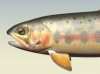 goldentrout